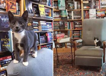 Cette librairie regorge de chatons errants que les clients peuvent adopter