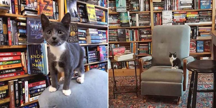 Cette librairie regorge de chatons errants que les clients peuvent adopter