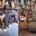 Cette librairie regorge de chatons errants que les clients peuvent adopter