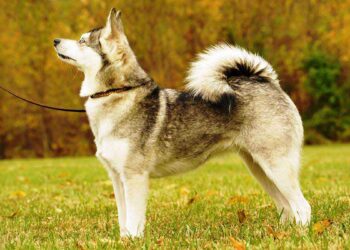 Klee Kai d'Alaska 17 Chien Klee Kai Alaska