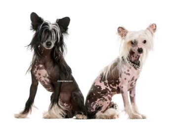 Chien chinois à crête 21 Chien chinois à crête