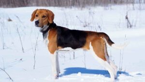 Chien courant Estonien
