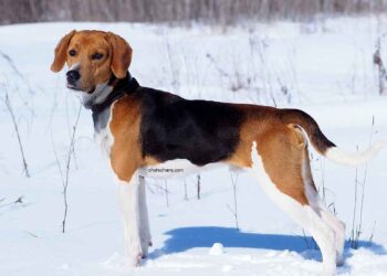 Chien courant Estonien 14 Chien courant Estonien