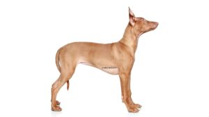 Chien du pharaon
