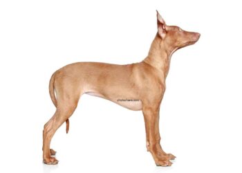 Chien du pharaon 18 Chien du pharaon