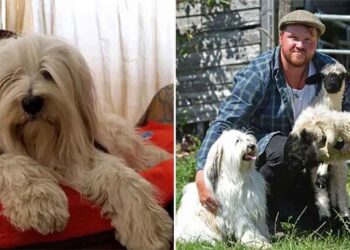 Chien échoue comme chien berger