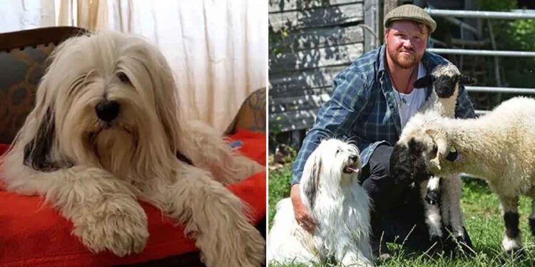 Chien échoue comme chien berger