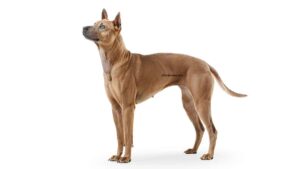 Chien thaïlandais