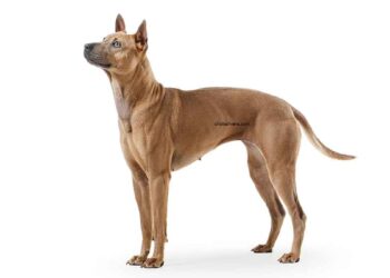 Chien thaïlandais 16 Chien thaïlandais