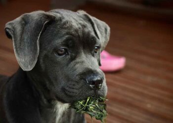Comment choisir et où acheter un chiot Cane Corso