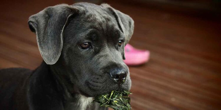 Comment choisir et où acheter un chiot Cane Corso