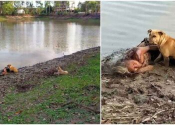 Des chiens sauvent une femme aveugle tombée dans la rivière de la noyade
