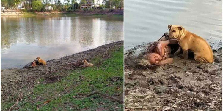 Des chiens sauvent une femme aveugle tombée dans la rivière de la noyade