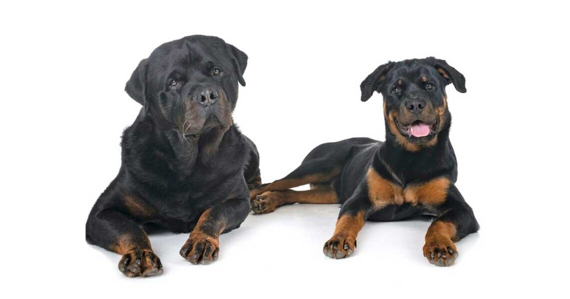 Différences rottweilers américains allemands