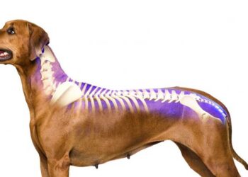 Discopathie chien