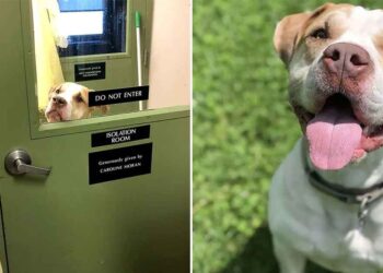 Doux chien refuge deux ans sans rendez-vous adoption