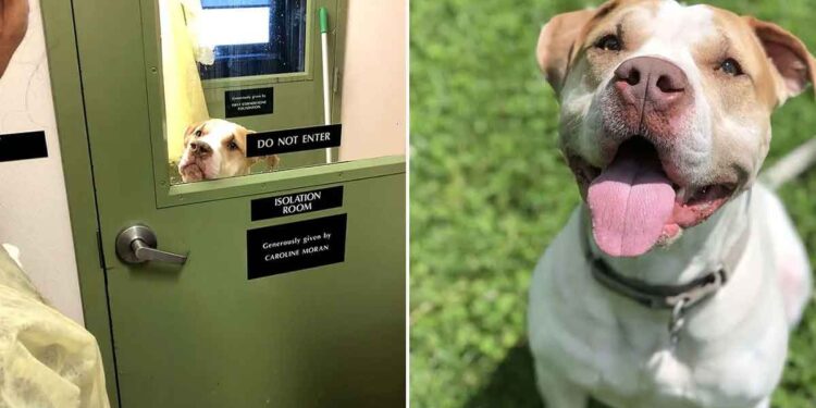 Doux chien refuge deux ans sans rendez-vous adoption