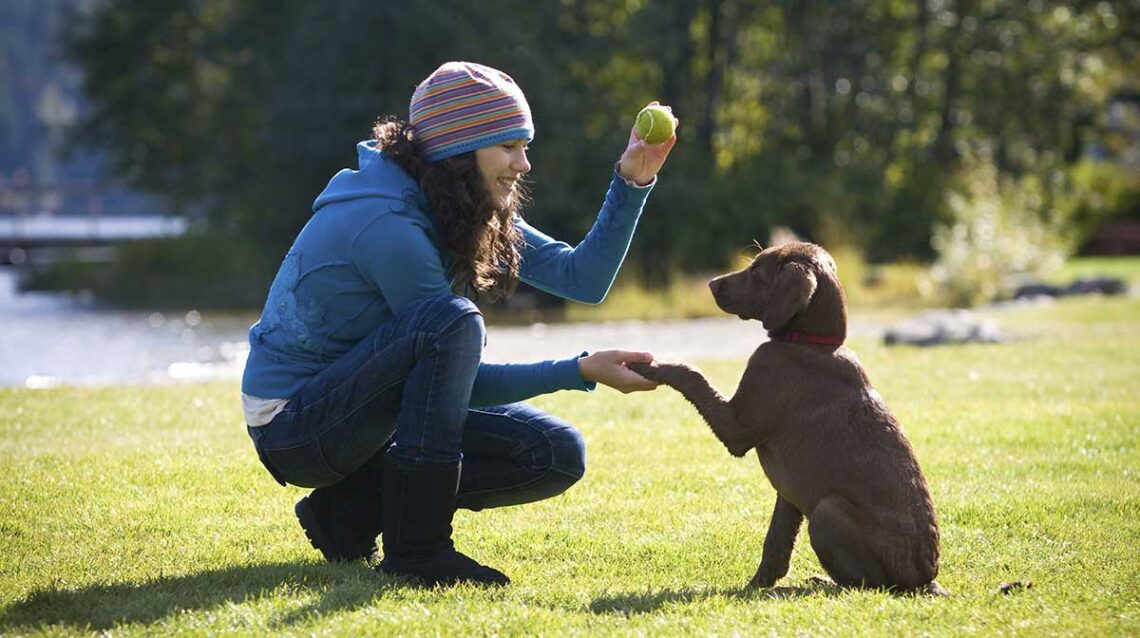 Dressage chiot les premiers pas