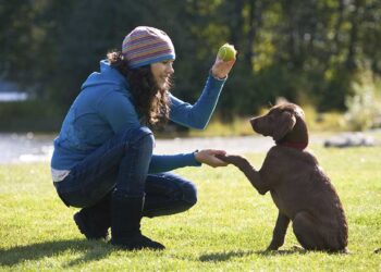 Dressage de chiot : premiers pas 9 Dressage chiot les premiers pas