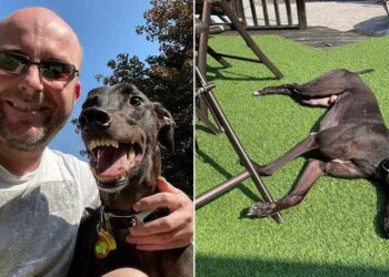 Ex lévrier de course sourire mignon aime nouvelle vie