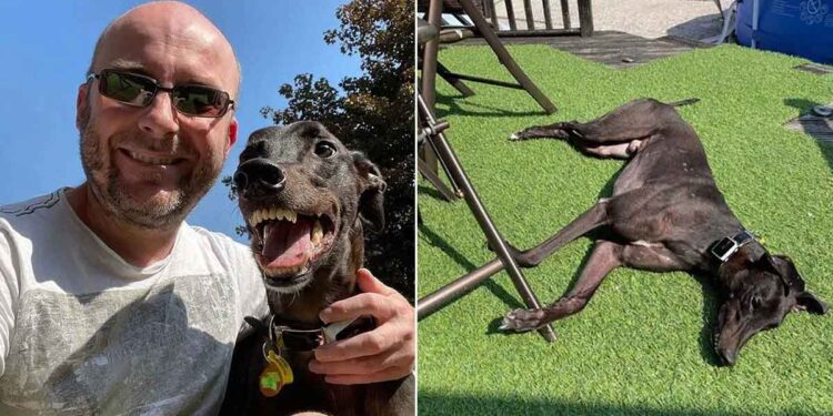 Ex lévrier de course sourire mignon aime nouvelle vie