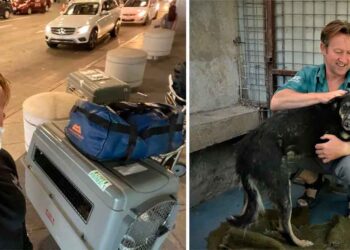 Ex marine avion sauve 200 chiens chats kaboul