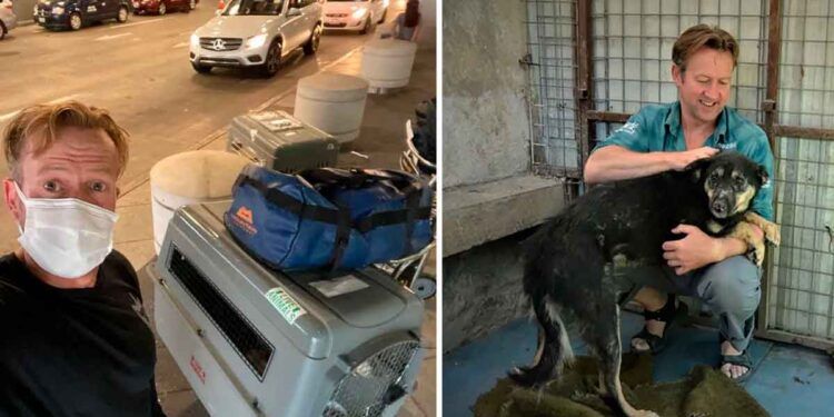 Ex marine avion sauve 200 chiens chats kaboul