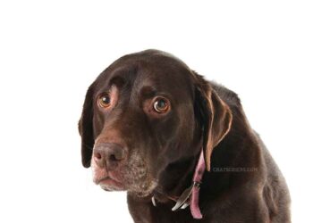 Gérer peur humain chien