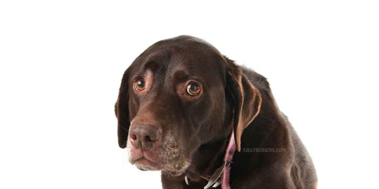 Gérer peur humain chien