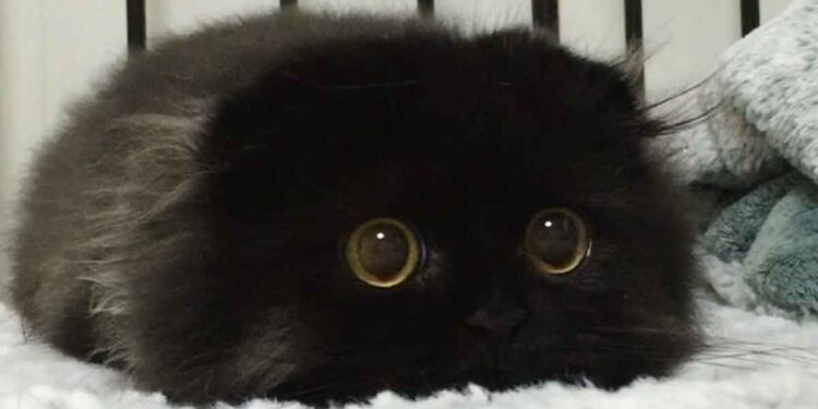 Voici Gimo, le chat avec les plus grands yeux que vous ayez jamais vu 1 Gimo chat Scottish Fold avec les plus grands yeux