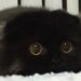 Gimo chat Scottish Fold avec les plus grands yeux