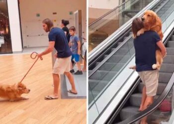 Golden Retriever peur escalators propriétaire aide