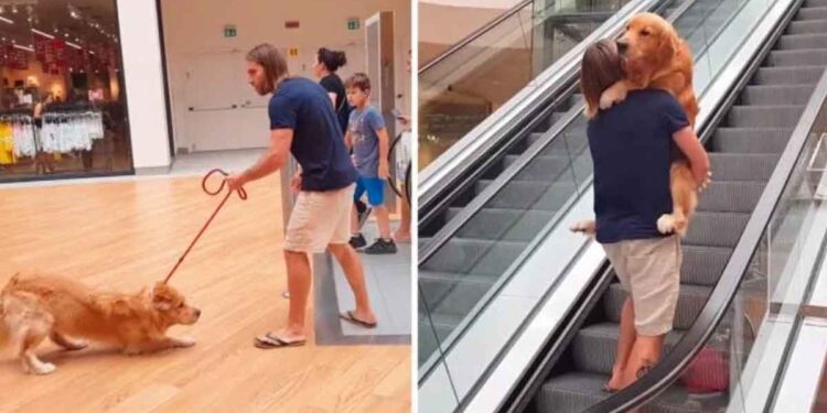 Golden Retriever peur escalators propriétaire aide