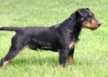 Jagdterrier