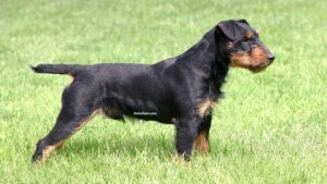 Jagdterrier