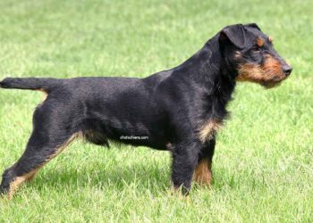 Jagdterrier 3 Jagdterrier