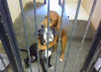 Kala Keira câlin sauvé euthanasie