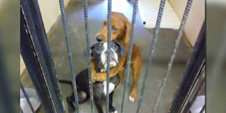 Le câlin qui a sauvé Kala et Keira de l'euthanasie dans un refuge 1 Kala Keira câlin sauvé euthanasie