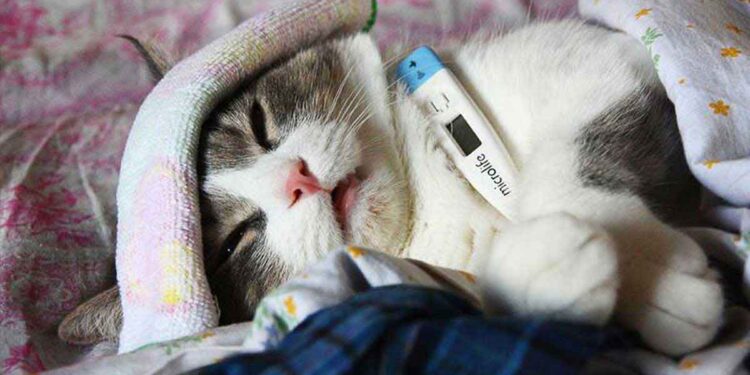 La calicivirose chez le chat: symptômes et traitement 1 La calicivirose chez le chat