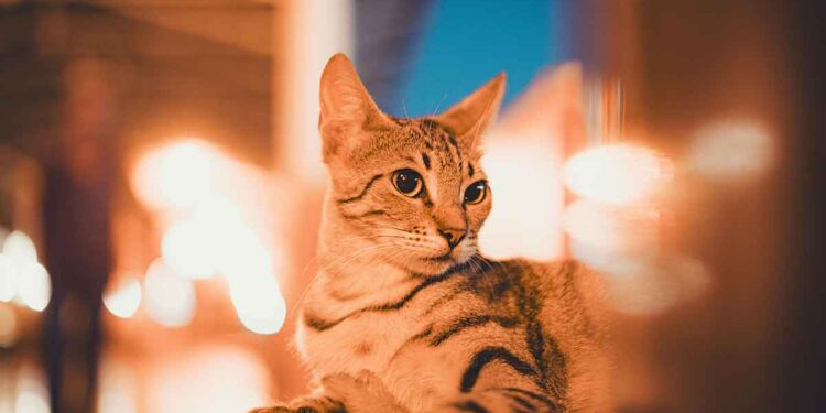 Les chats sont jaloux