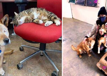 Max et Spike, le chien aveugle et son ami chat ont finalement été adoptés ensemble