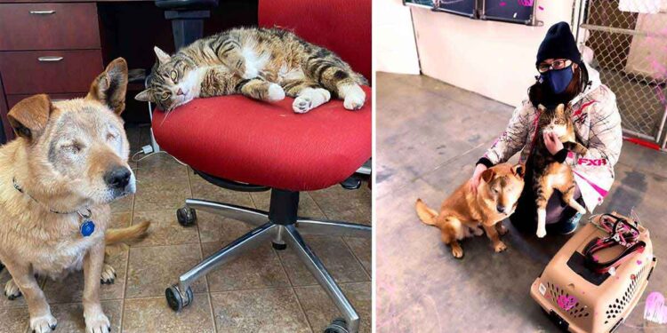 Max et Spike, le chien aveugle et son ami chat ont finalement été adoptés ensemble