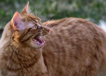 Mon chat respire la bouche ouverte