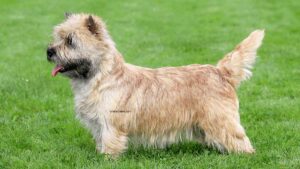 Norwich Terrier