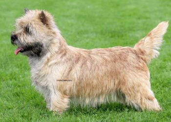 Norwich Terrier 20 Norwich Terrier