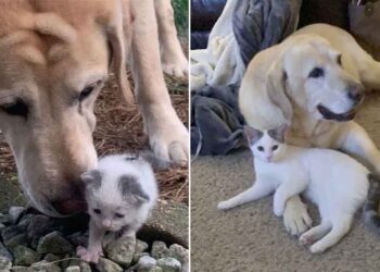 Pax Polly chien âgé prend en charge un chaton sans abri
