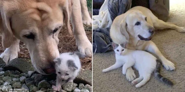 Pax Polly chien âgé prend en charge un chaton sans abri