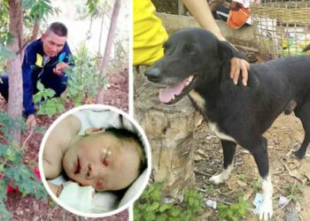 Ping Pong chien sauve nouveau-né thailande