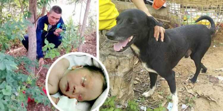 Ping Pong chien sauve nouveau-né thailande