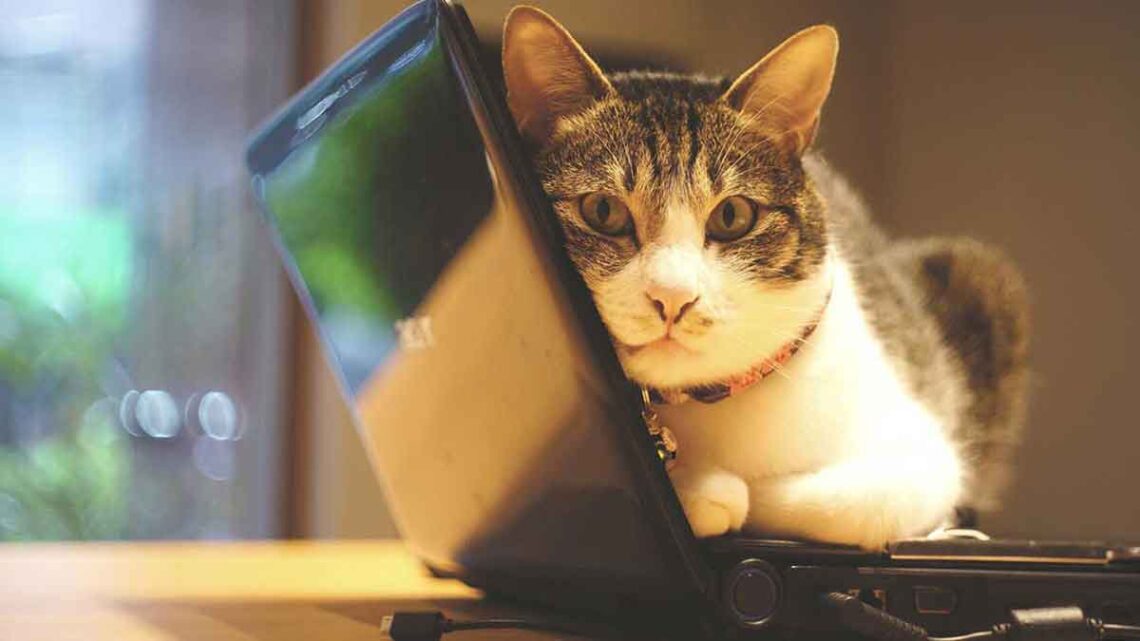 Pourquoi les chats sont-ils si tentés de s'allonger sur votre ordinateur ? 1 Pourquoi les chats sont-ils si tentés s allonger sur votre ordinateur